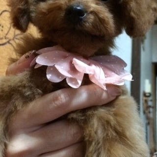 トイプードル 女の子 9カ月