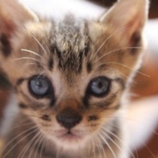 仲良し三兄妹♪鍵しっぽのキジトラの男の子。