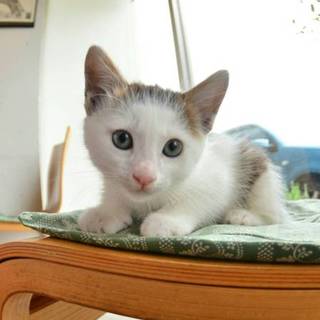１か月の子猫の家族を募集します（かつお）