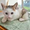 １か月の子猫の家族を募集します（かつお） サムネイル2
