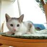１か月の子猫の家族を募集します（かつお） サムネイル3