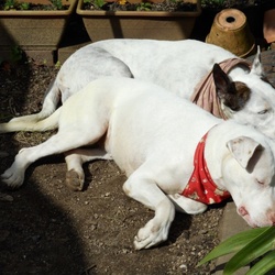 「2匹の里親になって  思うこと」サムネイル1