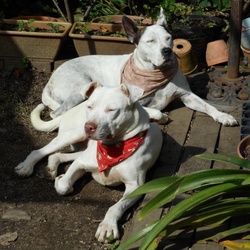 「2匹の里親になって  思うこと」サムネイル2