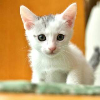 １か月の子猫の御家族募集（マール）