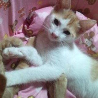 クリームちゃん　かわいい茶白の女の子　４か月