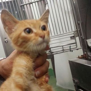 体調不良のため、募集を一旦終了します。