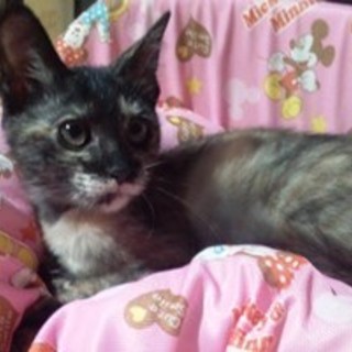 コキンちゃん　サビのおんなのこ４か月