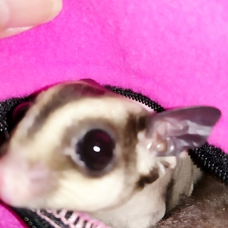 フクロモモンガの里親になってください