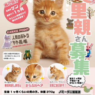 生後１ヶ月【長毛の茶トラ】