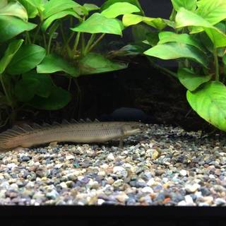 ポリプテルス　セネガルス　baby(10cm)　