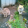 猫と暮らそう~里親募集(保護活動者)