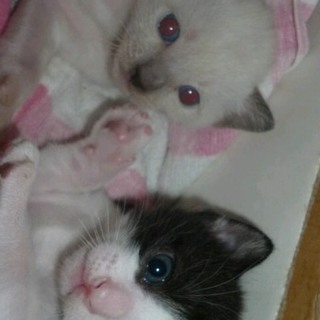 8月15日産まれの仔猫2匹