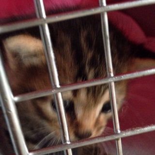 産まれて1ヶ月位の子猫