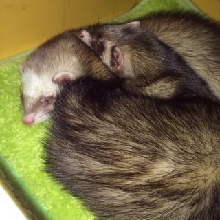 大切に育てられる方のみ。