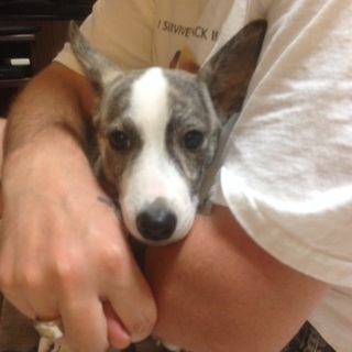 ❤️太めのイタグレみたいなハンサムな保護犬❤️