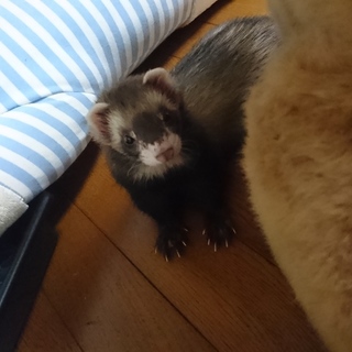 ゲージ等付き、フェレットを大切に育ててくれる方