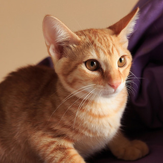 元気で懐こい茶トラの太郎くん