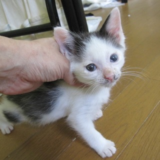 お膝大好きヘルメット模様　カリメロ君　動画有