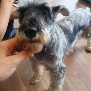 シュナウザーの女の子