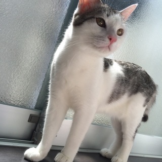 元気なサバトラ白猫のうしおくん