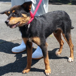 期限切迫！！元気なドーベルっぽい男の子の家族募集。