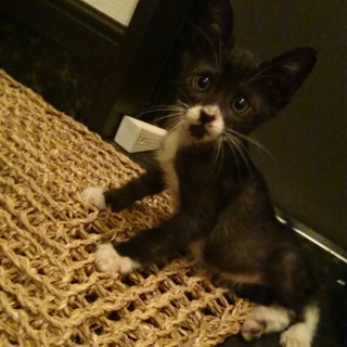 家族になって下さい！