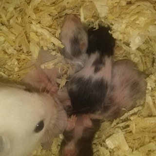 ハムスターの赤ちゃん生まれました