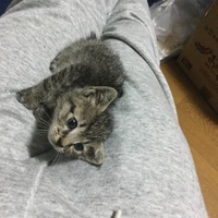 マロ