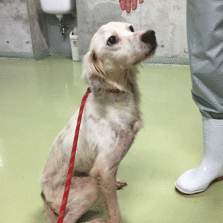 セッターさん、ハンデはあるけど、いい子です！