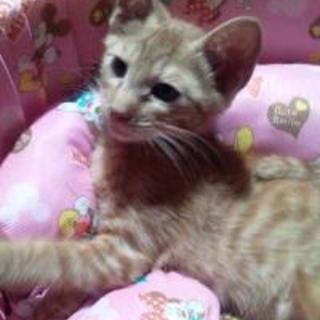 かわいい茶トラの男の子４か月