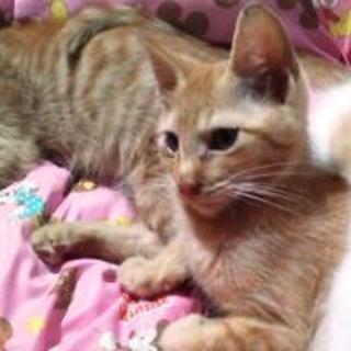 ヌマッチ　茶トラの男の子　４か月