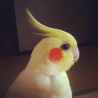 多数応募頂き一旦応募を締め切らせて頂きます！