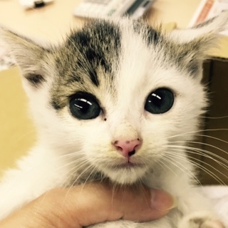 強運な子猫くん
