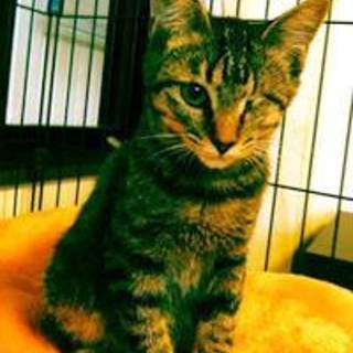 あいちゃん　キジトラの女の子　４か月