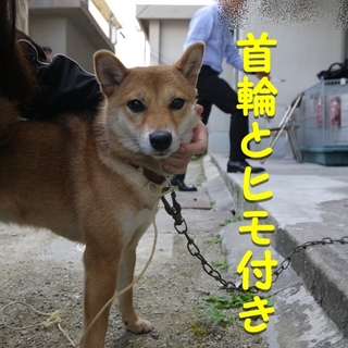 【広島県】迷子柴の里親さん急募（三原警察署）