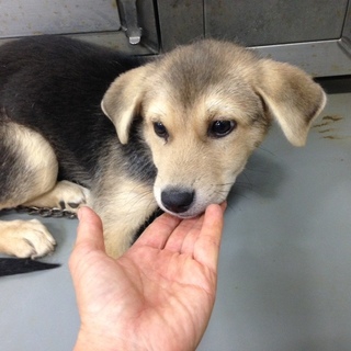 愛くるしい野犬の女の子、カリンちゃんです！