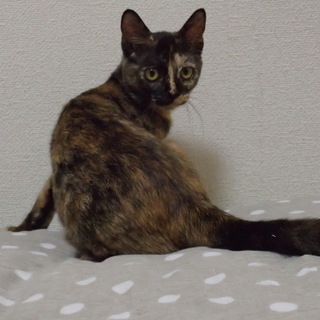 このハナタレをもらってください