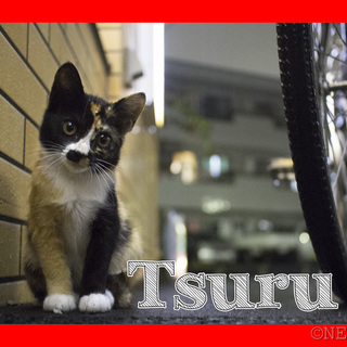 ツル模様が芸術的な三毛猫