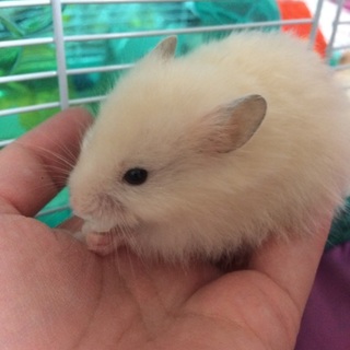 ゴールデンハムスター 黒目クリーム長毛女の子