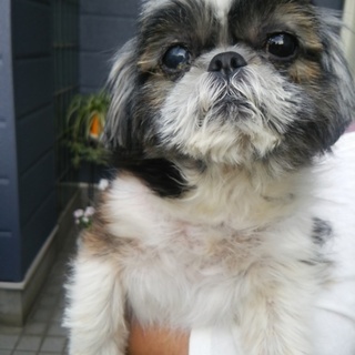 ブリーダー遺棄 ボロボロにされ捨てられたシーズー