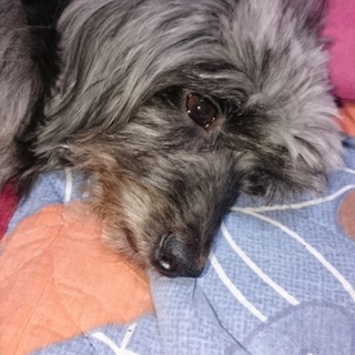 ダックスとプードルのMix