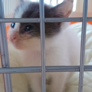 赤ちゃん猫です