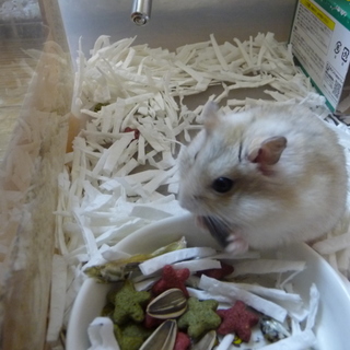 里親様 募集　変更です