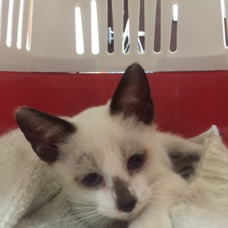 人懐こい男の子です。多分8月生まれです。