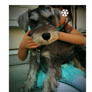 ミニチュアシュナイザー里親決定致しました