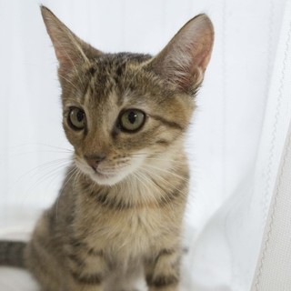 ちょこん とかわいい小枝ちゃん