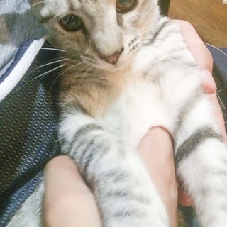 里親さんが決まりました。ありがとうございました！