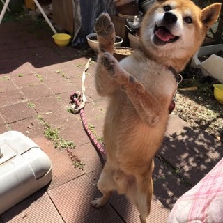 僕のお母さんになってください！