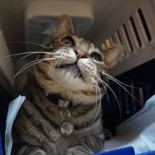 りりしい男前ぷるぷる君