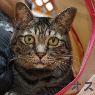 右眉に注目！ちゃちゃちゃ君